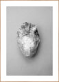 Oyster 1 | INDRAMMET BILLEDE