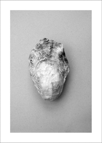 Oyster 1 | PLAKAT Plakat MF