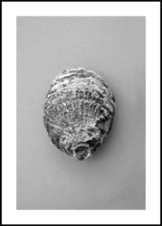 Oyster 3 | INDRAMMET BILLEDE Indrammet billede MF 30x40 Sort