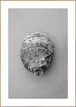 Oyster 3 | INDRAMMET BILLEDE