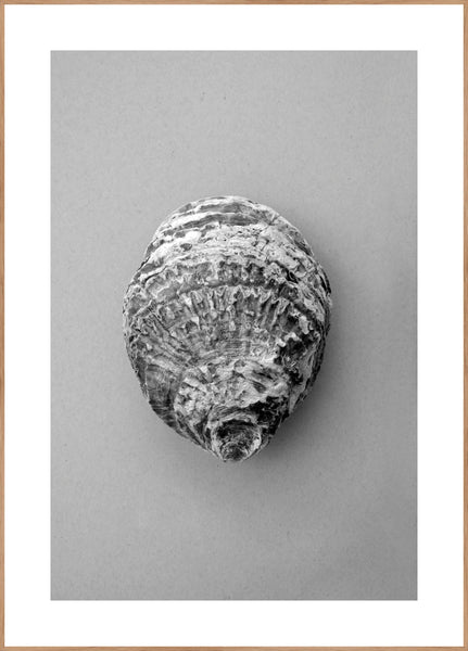 Oyster 3 | INDRAMMET BILLEDE Indrammet billede MF 30x40 Egeramme