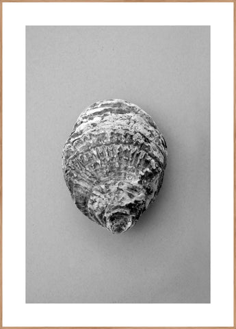Oyster 3 | INDRAMMET BILLEDE Indrammet billede MF 30x40 Egeramme