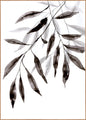 Water plants 3 | INDRAMMET BILLEDE