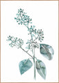 Water plants 4 | INDRAMMET BILLEDE