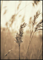 Reed 3 | INDRAMMET BILLEDE