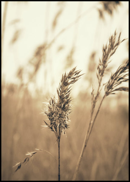 Reed 3 | INDRAMMET BILLEDE Indrammet billede MF