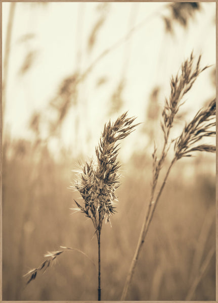 Reed 3 | INDRAMMET BILLEDE Indrammet billede MF