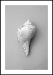 Shell | INDRAMMET BILLEDE Indrammet billede MF 30x40 Sort