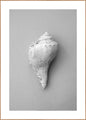 Shell | INDRAMMET BILLEDE