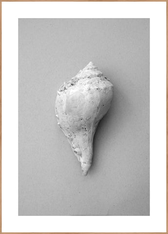 Shell | INDRAMMET BILLEDE Indrammet billede MF 30x40 Egeramme