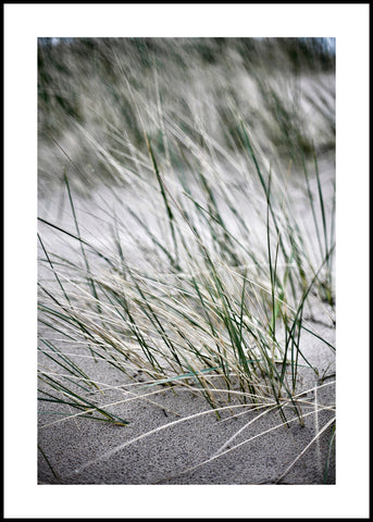 Wild straws | INDRAMMET BILLEDE Indrammet billede MF 30x40 Sort
